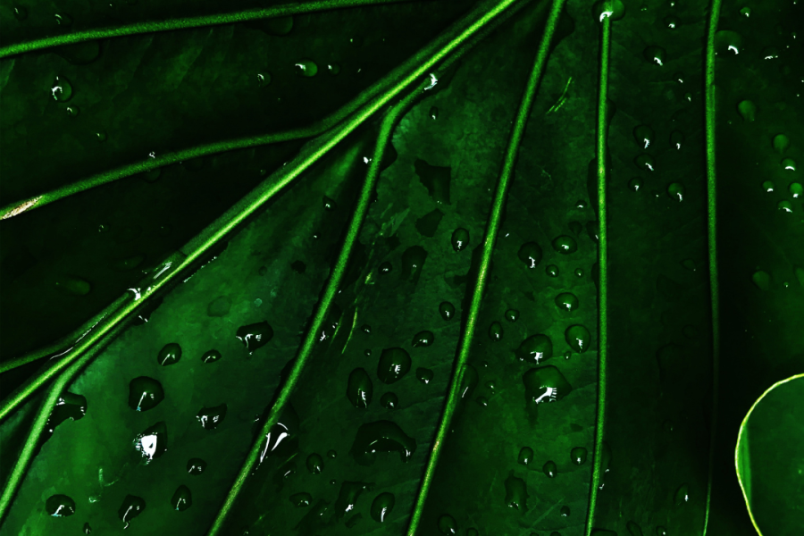 Close-up shot of a vibrant green leaf with water droplets, representing natural health and holistic healing