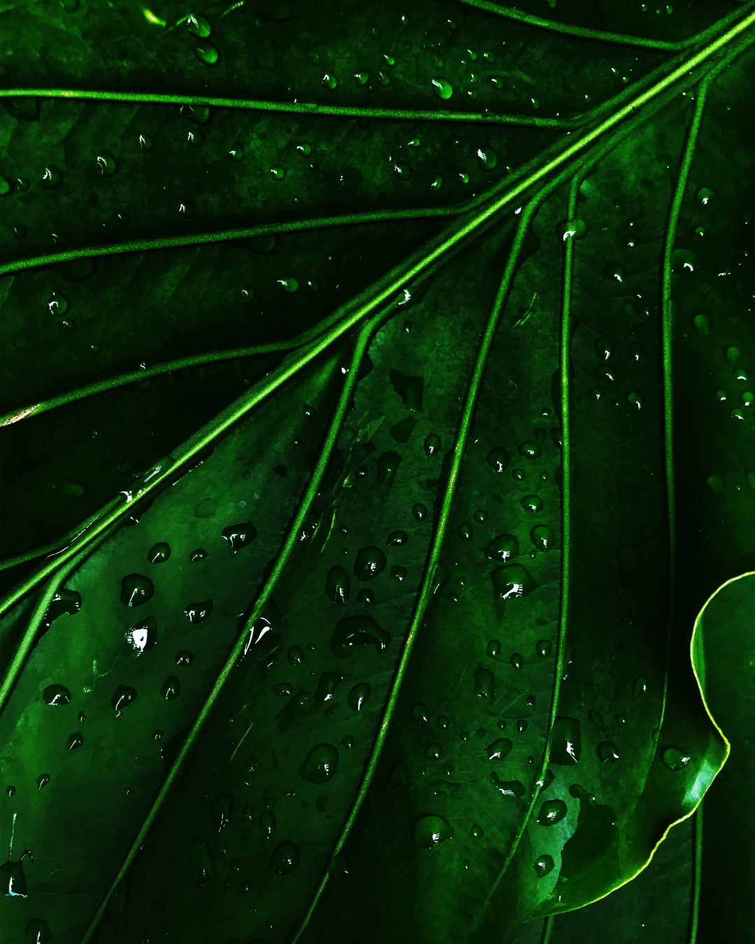 Close-up shot of a vibrant green leaf with water droplets, representing natural health and holistic healing